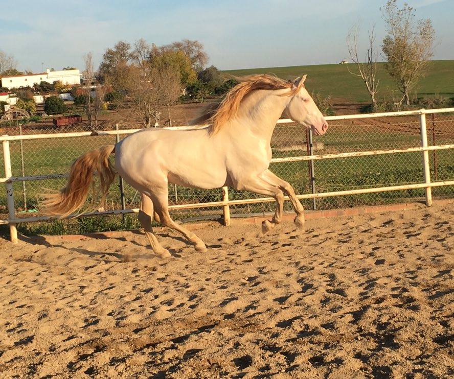 Caballo en Venta
